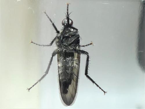 Réf. 321 838 : Empis ciliata